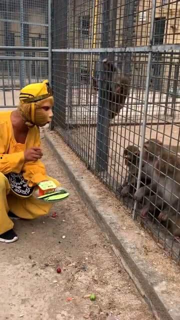 娱乐吃瓜酱猴子,揭秘猴子背后的娱乐产业秘密  第2张