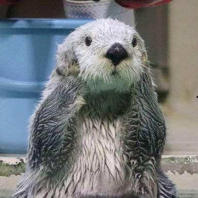 娱乐吃瓜酱海獭手牵手  第2张