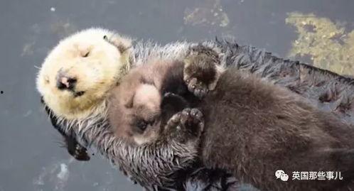 娱乐吃瓜酱海獭手牵手  第3张