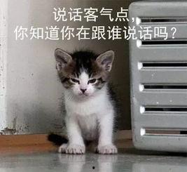 吃瓜娱乐的喵哥是谁呀 第2张 吃瓜娱乐的喵哥是谁呀 第2张